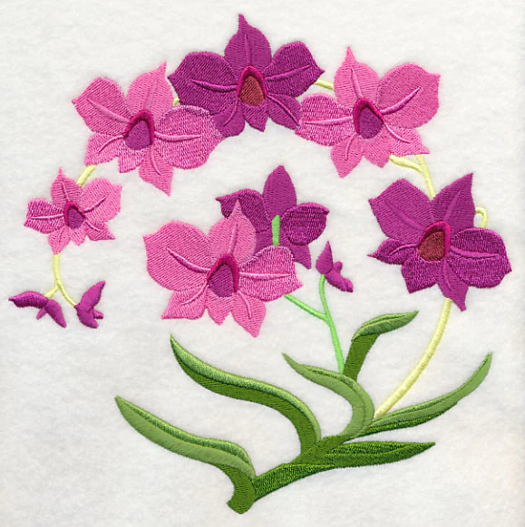 Cooktown Orchids - Image 6