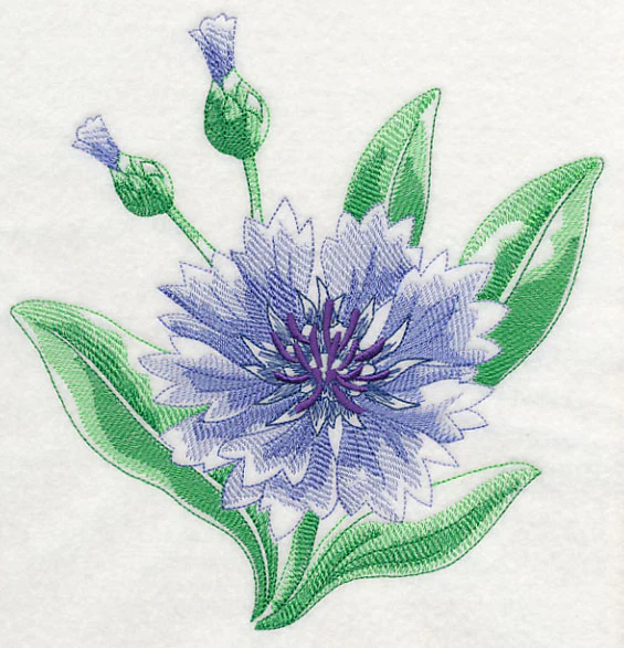 Cornflower Beauty
