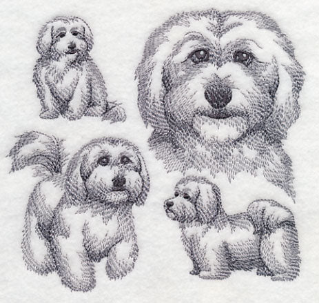 Coton De Tulear Sketch - Image 3