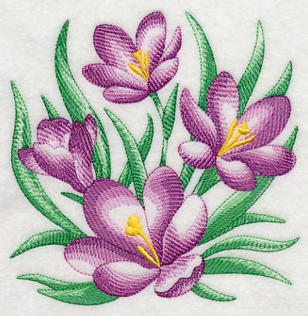 Crocus Sketch - Image 3