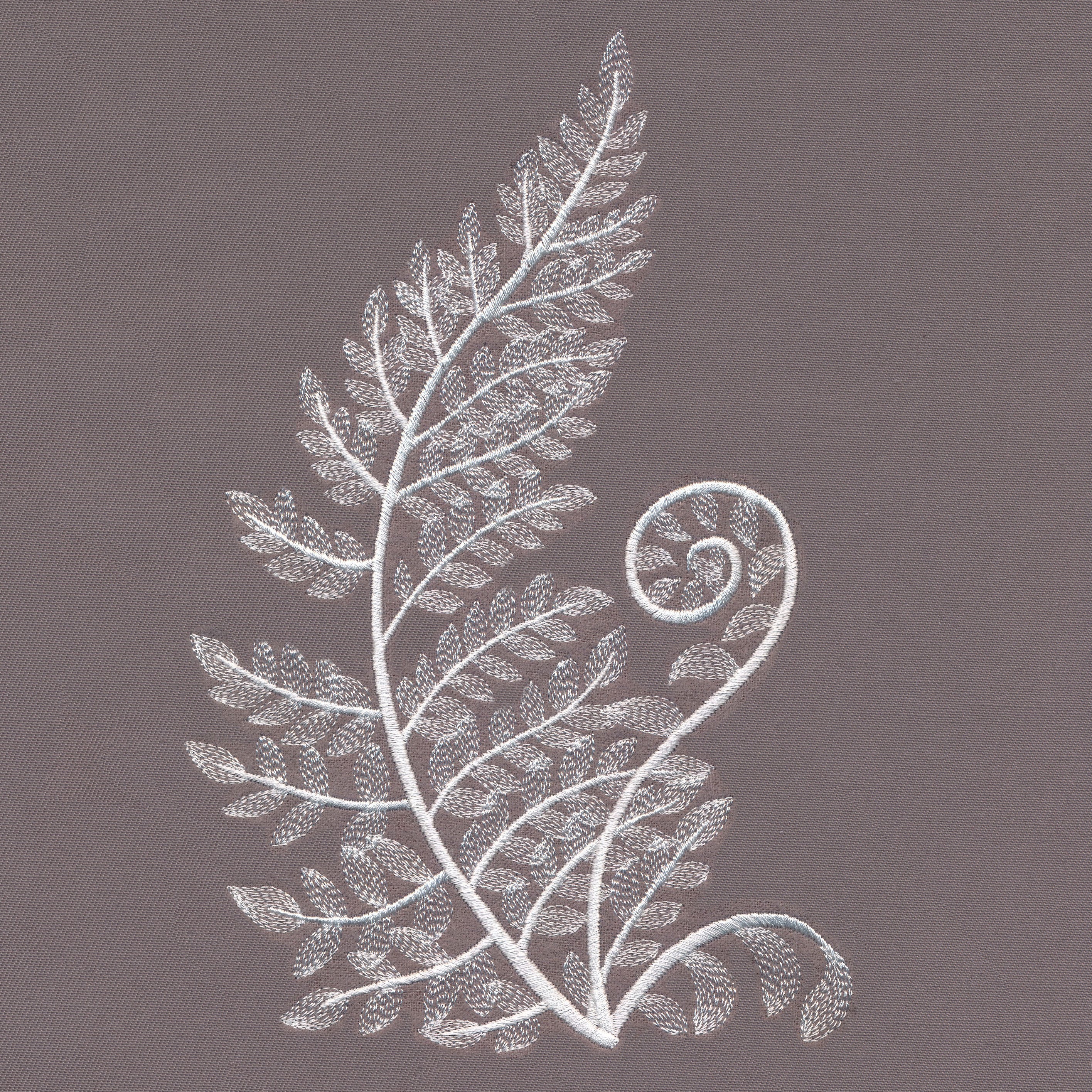 Curled Whitework Frond Fern
