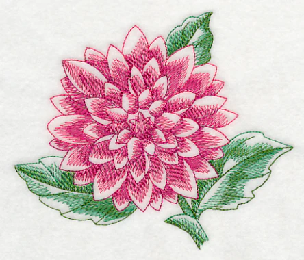 Dahlia Beauty - Image 3