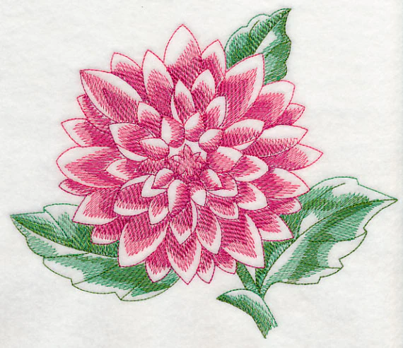 Dahlia Beauty - Image 5