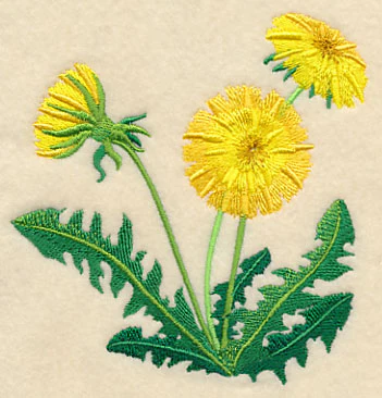 Dandelion Blossoms - Image 3