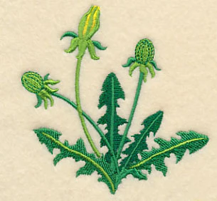 Dandelion Buds - Image 3