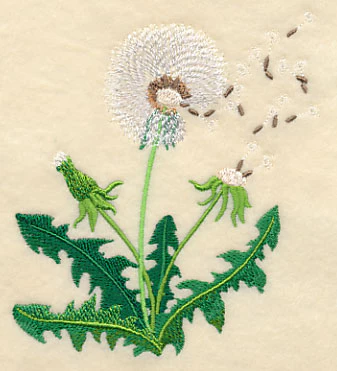 Dandelion Seeds