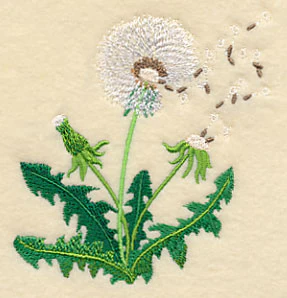 Dandelion Seeds - Image 2