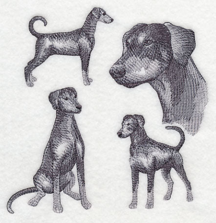 Doberman Sketch (Full Tail and Ears) - Image 3