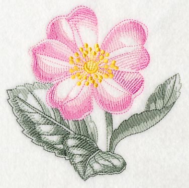 Dog Rose Beauty - Image 4