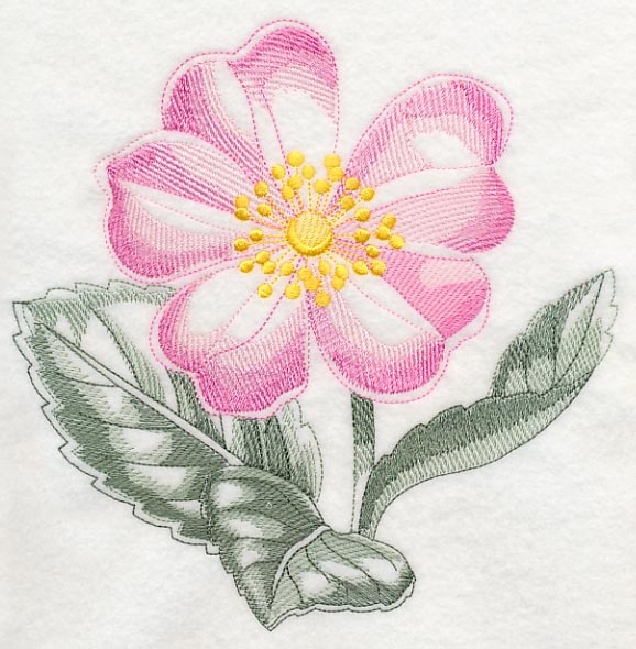 Dog Rose Beauty - Image 6