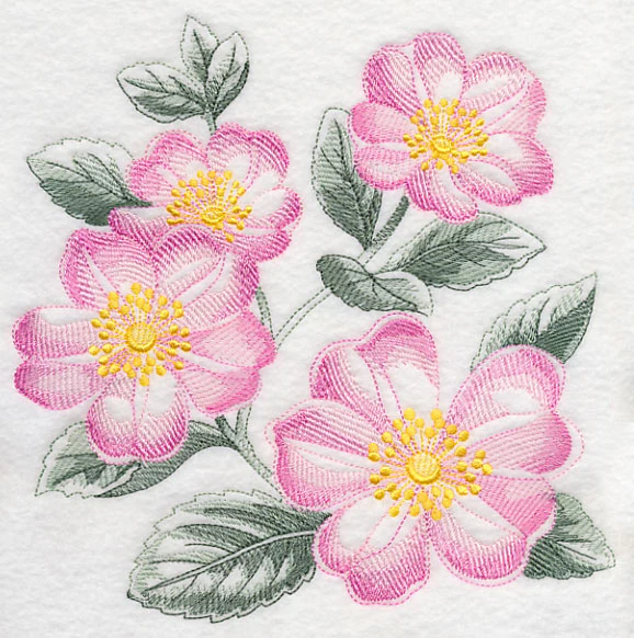 Dog Roses Sketch - Image 6