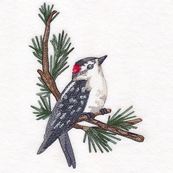 Downy Woodpecker on Branches Corner - Male - Image 3