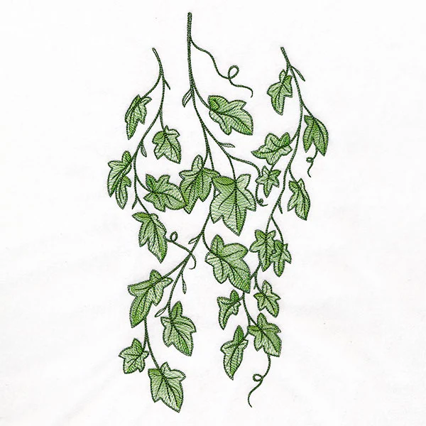 Draping English Ivy Border - Image 5