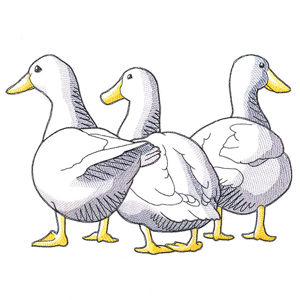Duck Trio - Back - Image 4