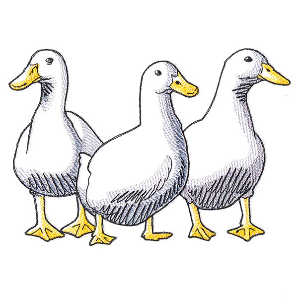 Duck Trio - Front - Image 3