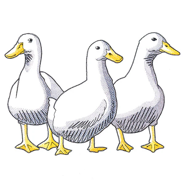 Duck Trio - Front - Image 4