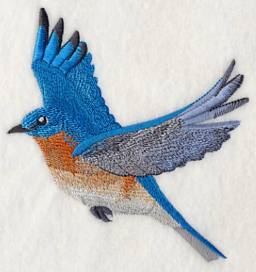 Eastern Bluebird in Flight - Image 3