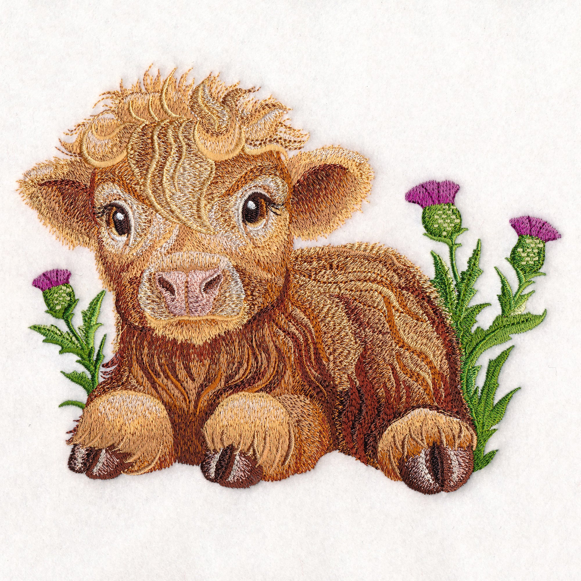 Sweet Highland Calf - Image 3