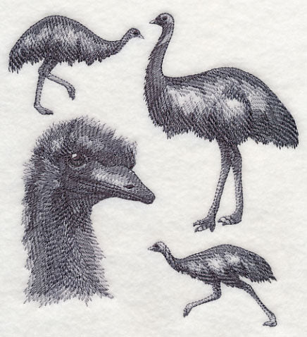 Emu Sketch - Image 3