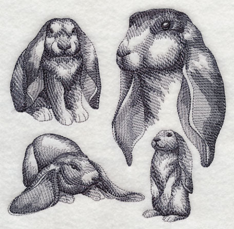 English Lop Sketch - Image 3