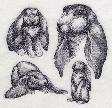 English Lop Sketch - Image 4