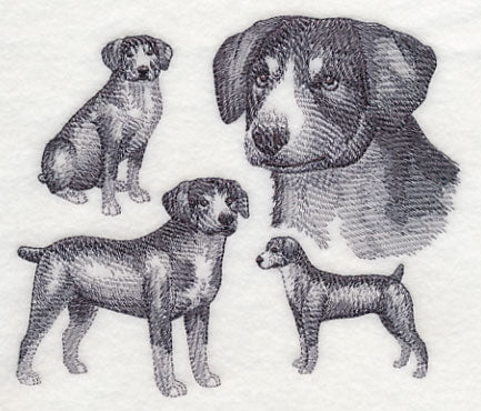 Entlebucher Mountain Dog Sketch (Docked Tail) - Image 3