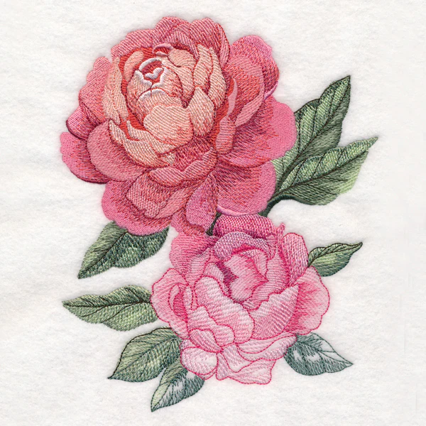 Floral Fade Peonies