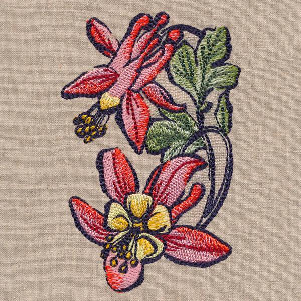 Flowers of the Forest - Columbine - Image 5