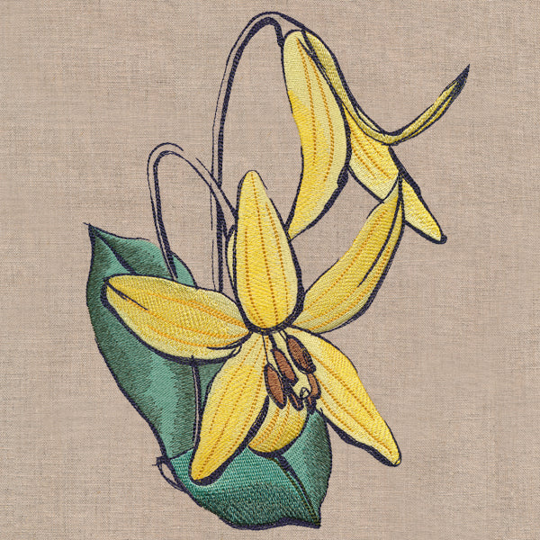 Flowers of the Forest - Trout Lily - Image 6