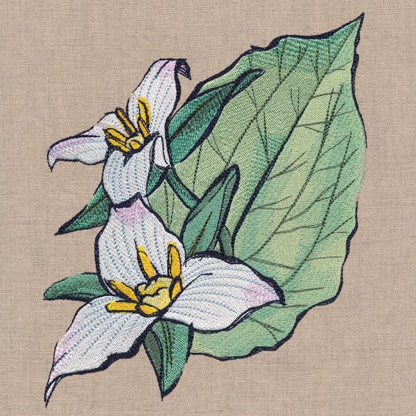 Flowers of the Forest - Western Trillium - Image 3