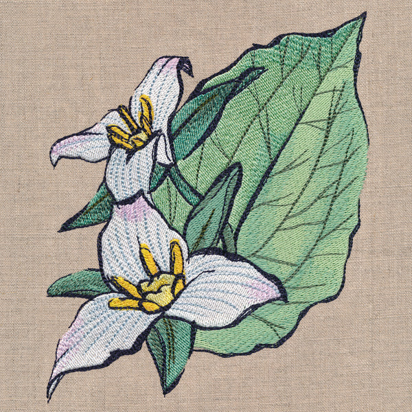 Flowers of the Forest - Western Trillium - Image 4