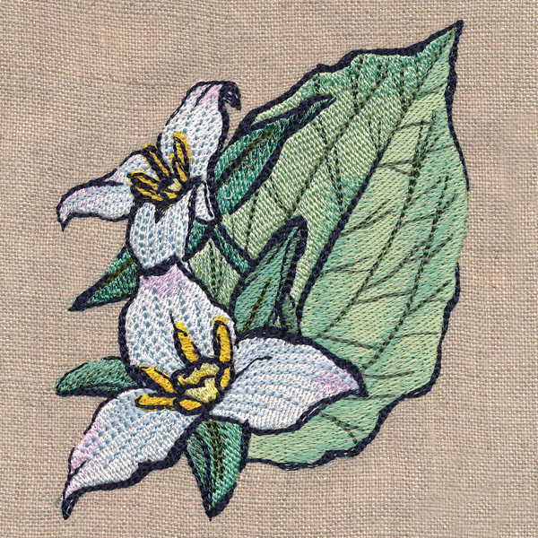 Flowers of the Forest - Western Trillium - Image 5