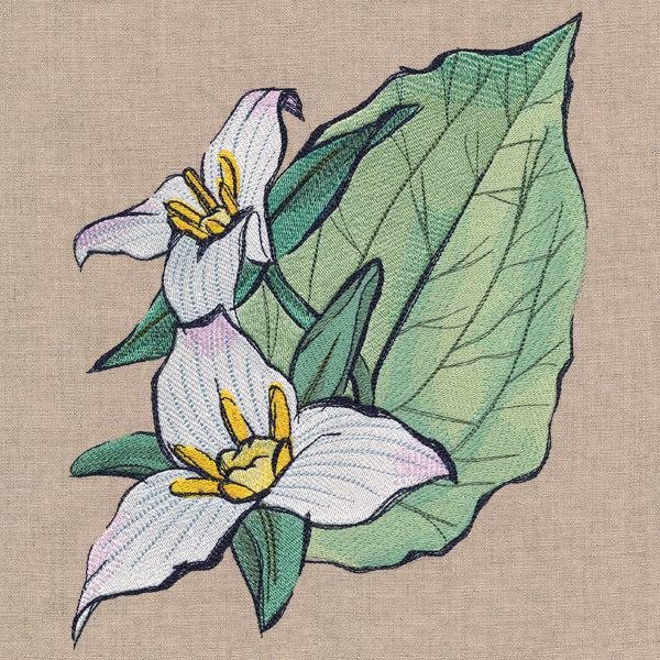 Flowers of the Forest - Western Trillium - Image 6