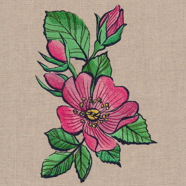 Flowers of the Forest - Wild Rose - Image 2