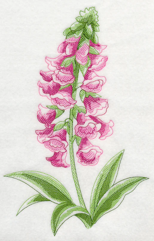 Foxglove Beauty - Image 6