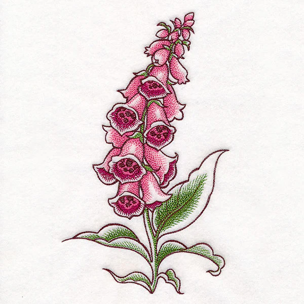 Foxglove in Bloom