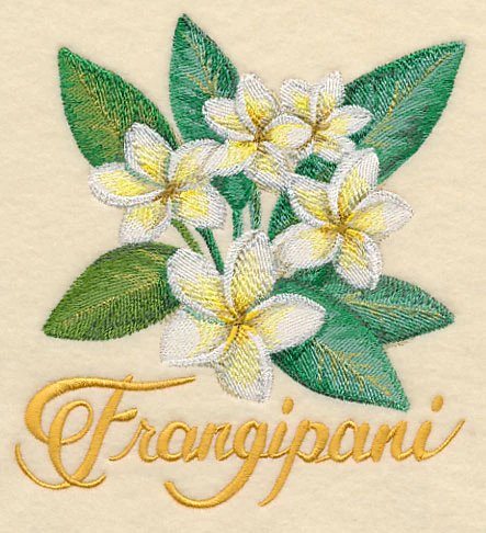 Frangipani in Watercolor - Image 2