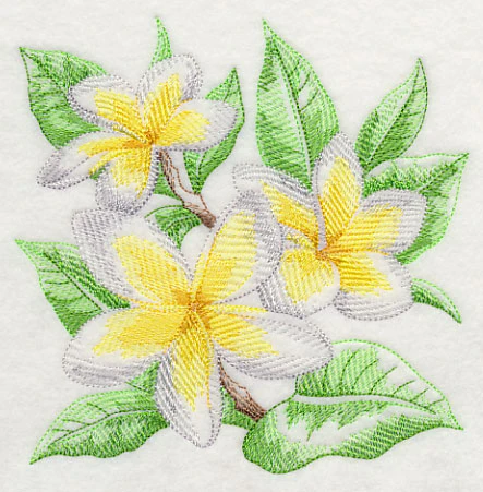 Frangipani Sketch - Image 3
