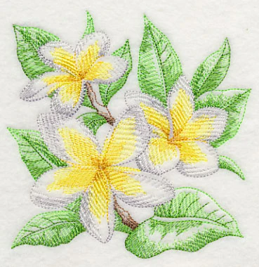 Frangipani Sketch - Image 4
