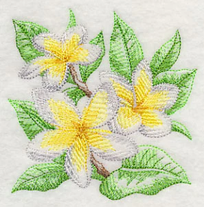 Frangipani Sketch - Image 5