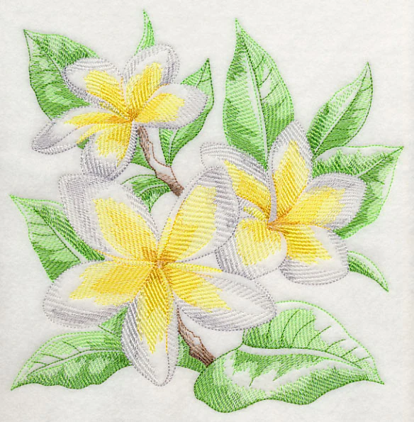 Frangipani Sketch - Image 6