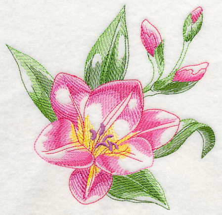 Freesia Beauty - Image 3