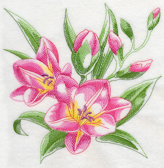 Freesia Sketch