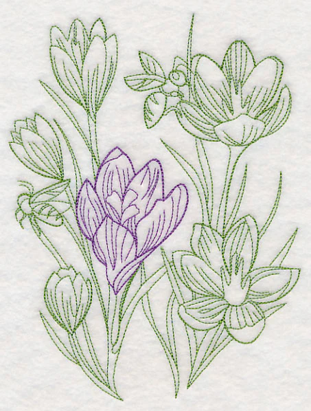 Garden Crocus Etching - Image 2