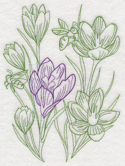 Garden Crocus Etching - Image 3