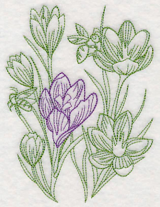 Garden Crocus Etching - Image 4