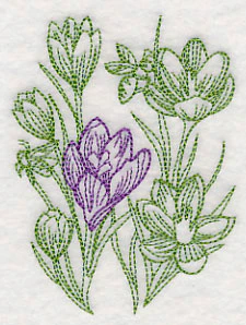 Garden Crocus Etching - Image 5