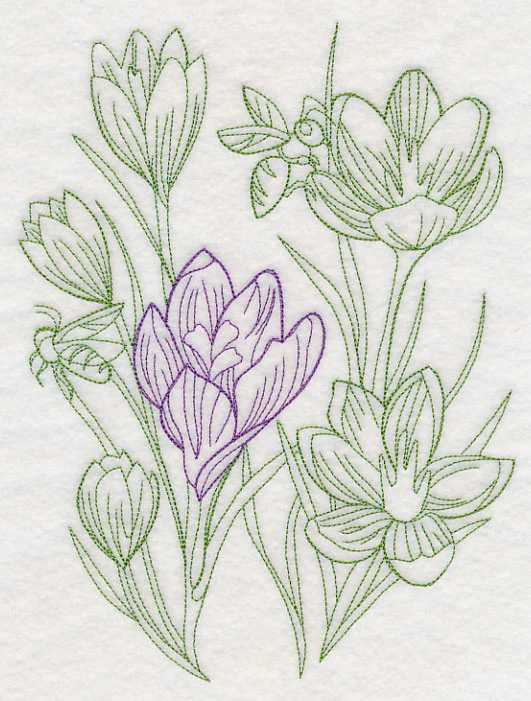 Garden Crocus Etching - Image 6
