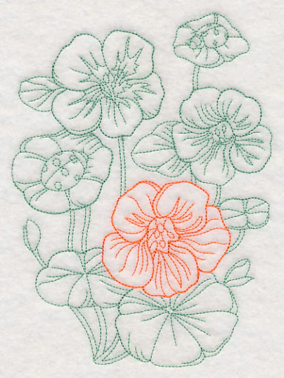 Garden Nasturtium Etching - Image 3