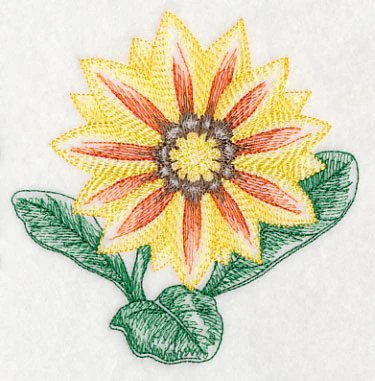 Gazania Beauty - Image 4